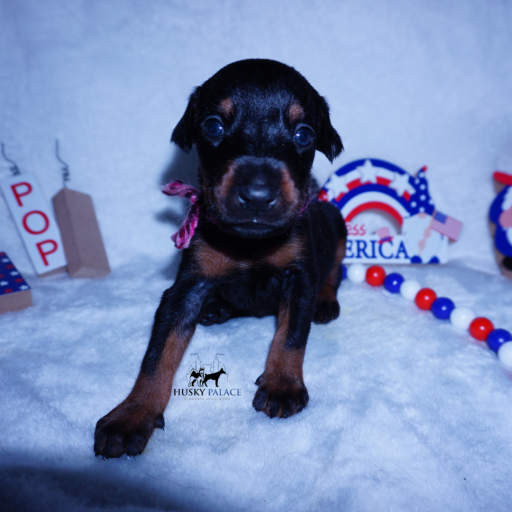 Champion Bloodlines Ursa 8